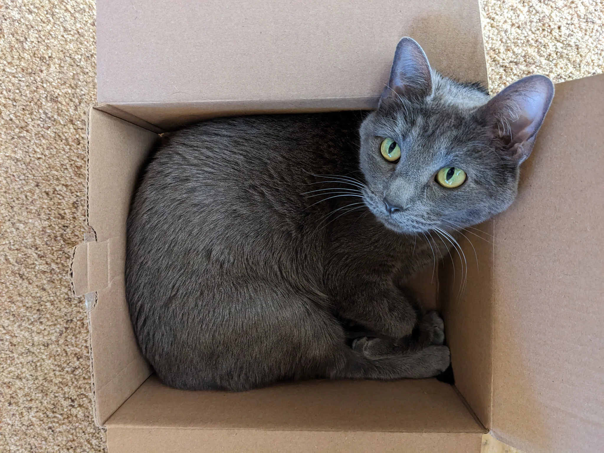 A cute little gray cat looking up at you while reclined inside a cardboard box that "just fits".