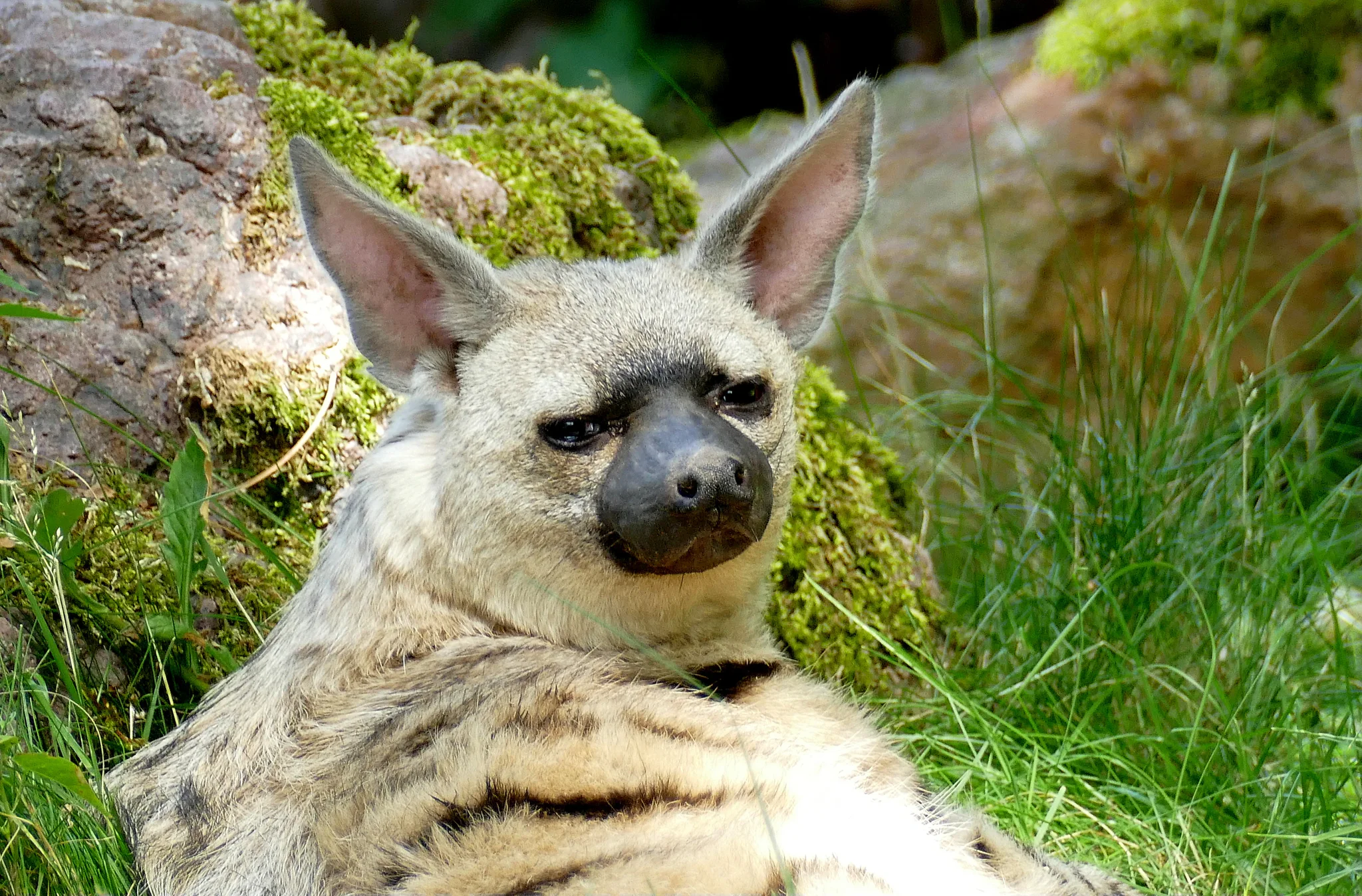 An animal that looks like a dog or coyote. It is laying down and its fur is tan with a few dark stripes and dark snout. It is looking over its shoulder at you and has a funny squint.