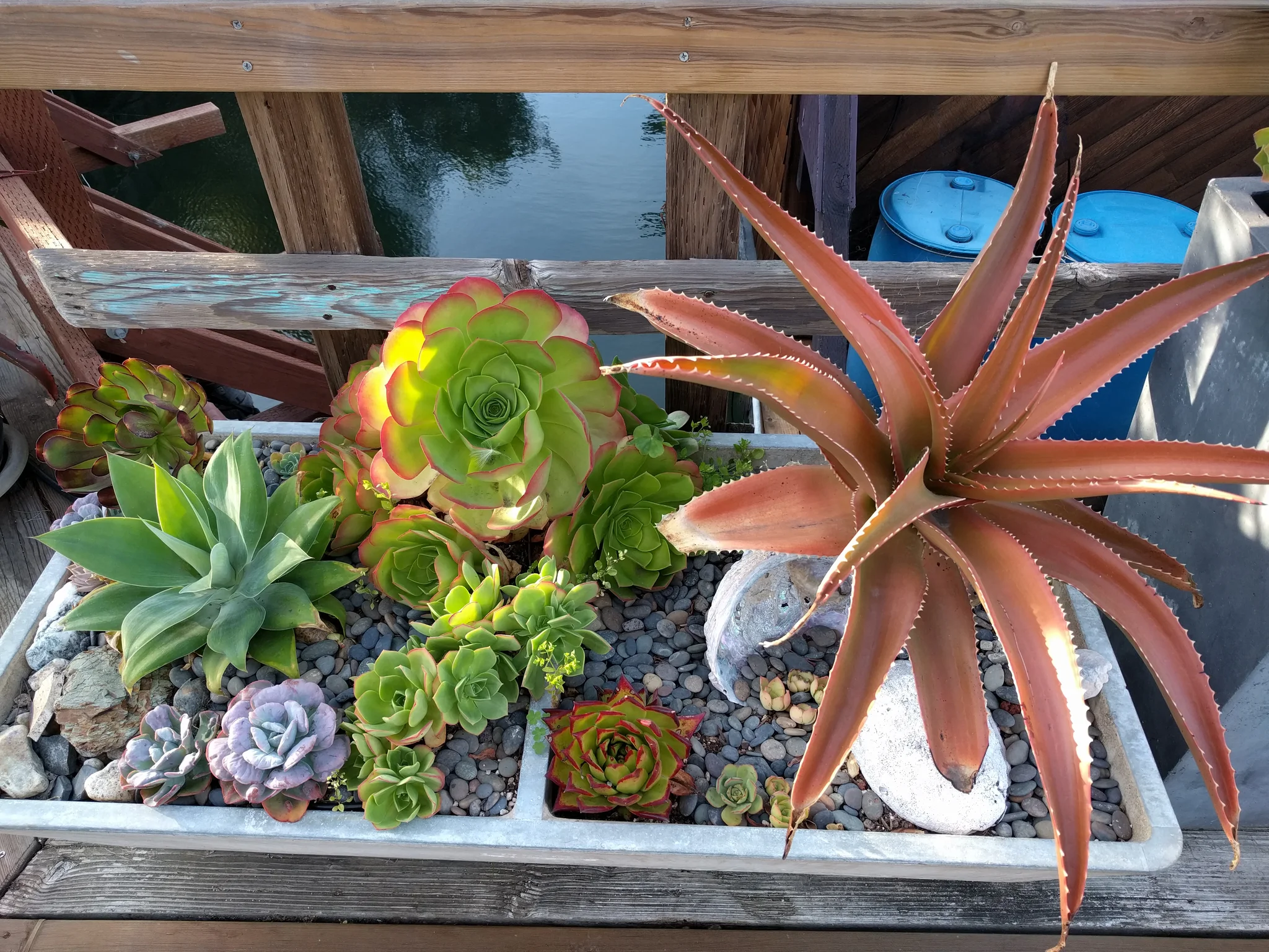 A variety of succulents in a planter on a boardwalk, water in background.